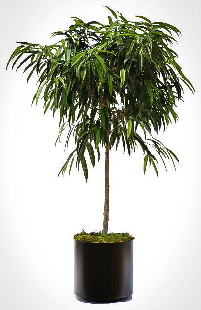 Long Leaf Ficus Trees For Sale Online | The Tree Center