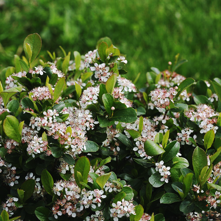 Low Scape Mound® Aronia For Sale Online | The Tree Center