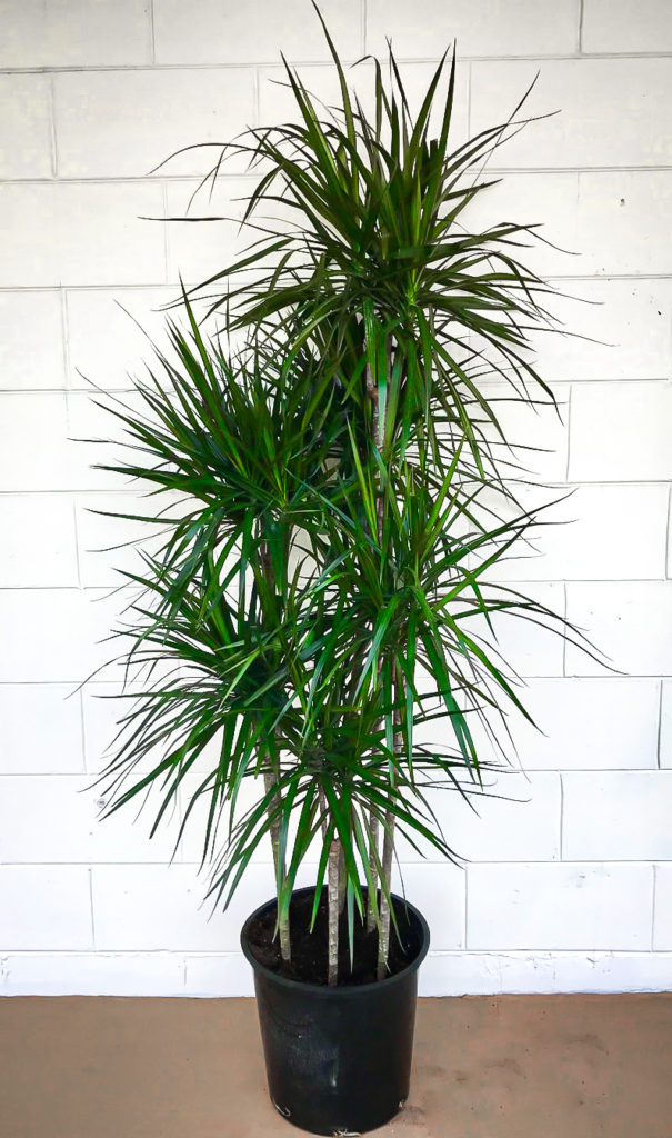 Madagascar Dragon Tree Multi Trunk For Sale The Tree Center