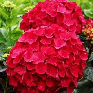 Magical Ruby Red Hydrangea Shrubs For Sale Online | The Tree Center