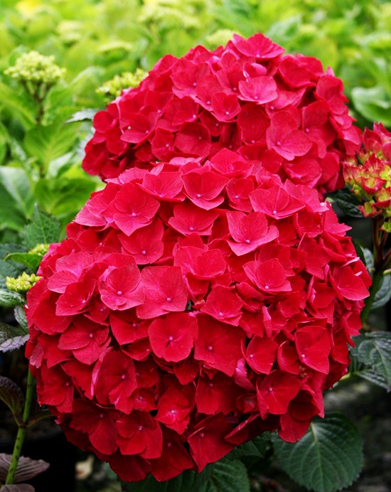 Magical Ruby Red Hydrangea Shrubs For Sale Online | The Tree Center