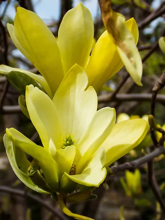 Cosabella Magnolia Teddy- Neon Yellow – Eiluj Beauty