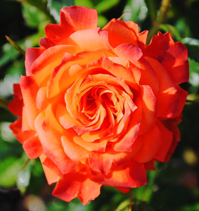 Mandarin Sunblaze® Rose For Sale Online | The Tree Center