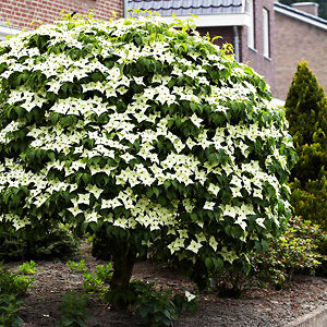 Milky Way Kousa Dogwood Trees For Sale | The Tree Center