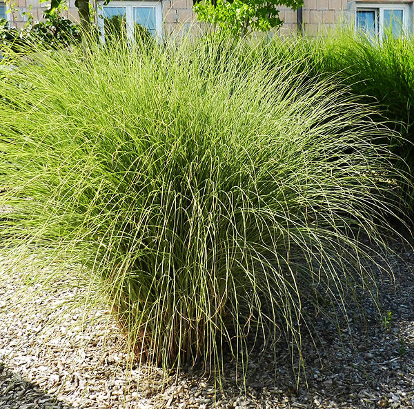 Morning Light Maiden Grass For Sale Online | The Tree Center