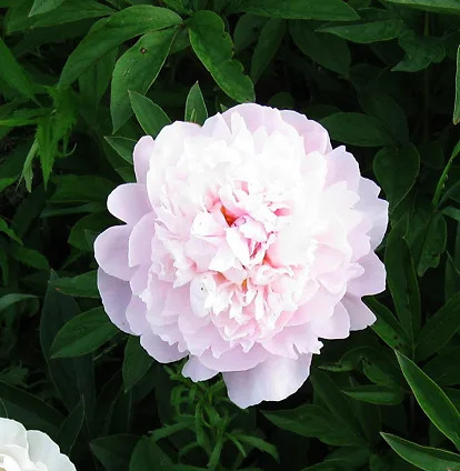 Mr. Ed Peony For Sale Online | The Tree Center