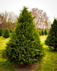 Murray Cypress Trees For Sale Online | The Tree Center