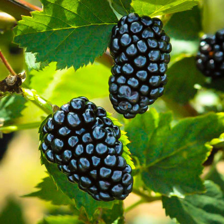 Natchez Thornless Blackberry Bushes For Sale | The Tree Center