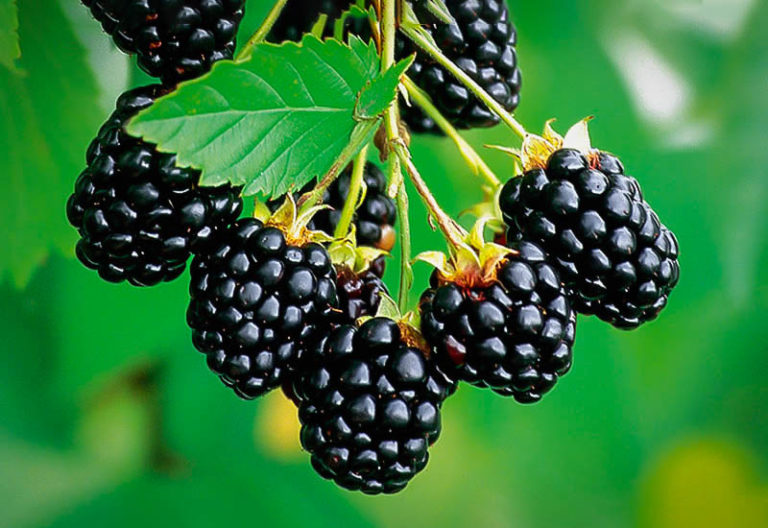 Navaho Thornless Blackberry Bushes For Sale The Tree Center