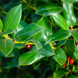 Needlepoint Holly Bushes For Sale | The Tree Center