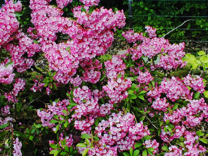 Nipmuck Kalmia For Sale Online | The Tree Center