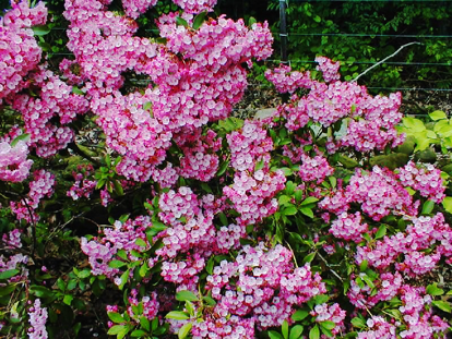 Nipmuck Kalmia For Sale Online 