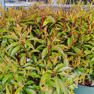 Nipmuck Kalmia For Sale Online | The Tree Center