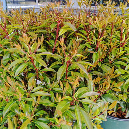 Nipmuck Kalmia For Sale Online | The Tree Center