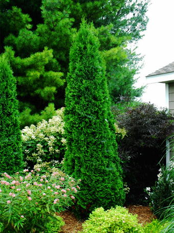 Arborvitae Trees for Sale | Buy Arborvitaes Online | The Tree Center