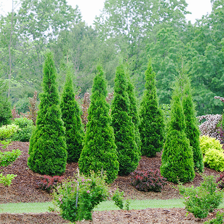 North Pole® Arborvitae For Sale Online | The Tree Center