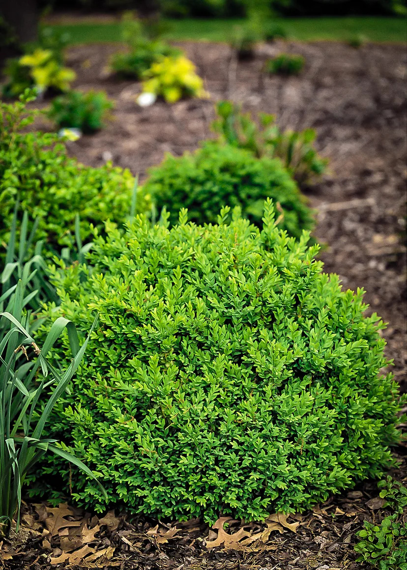 North Star Boxwood For Sale Online | The Tree Center