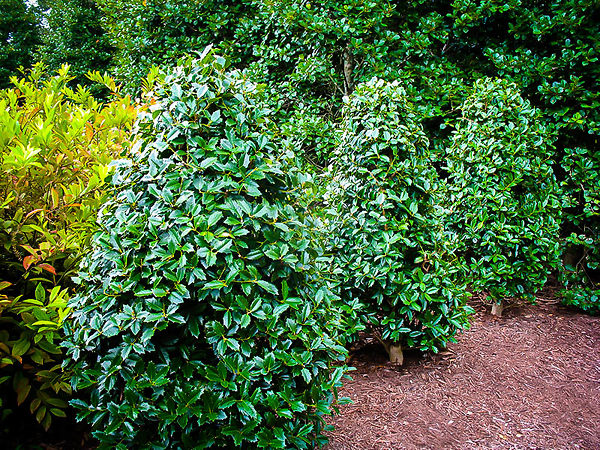 Southern Living Oakland Holly Tree | The Tree Center