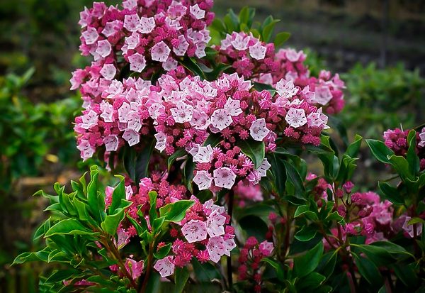 Olympic Fire Mountain Laurel Shrubs For Sale Online | The Tree Center