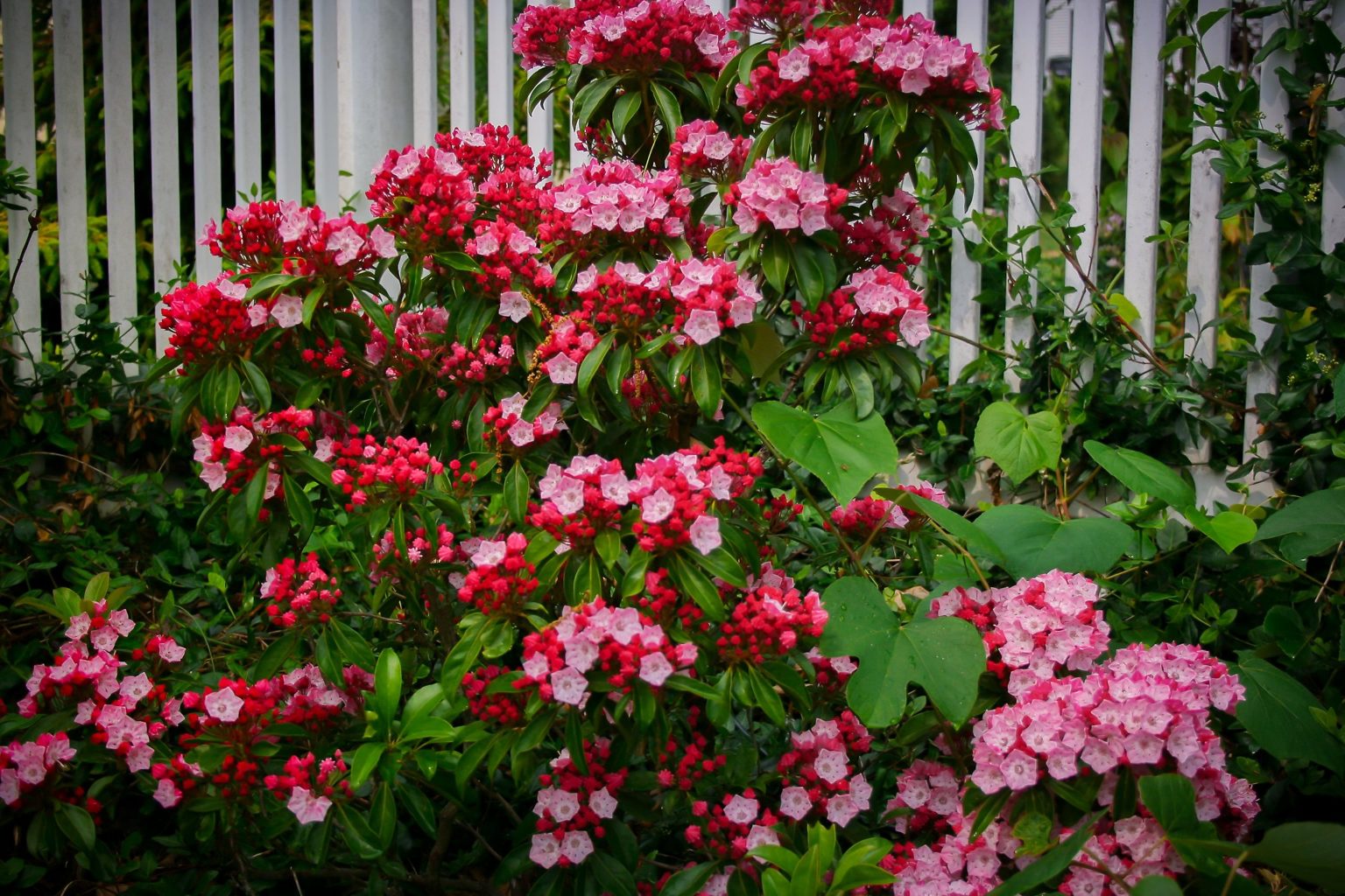 Olympic Fire Mountain Laurel Shrubs For Sale Online | The Tree Center