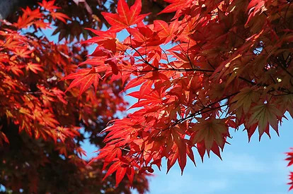 Buy Oshio Beni Japanese Maple Trees Online | The Tree Center