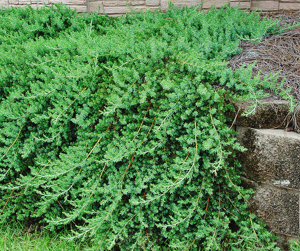 Blue Pacific Shore Junipers For Sale | The Tree Center
