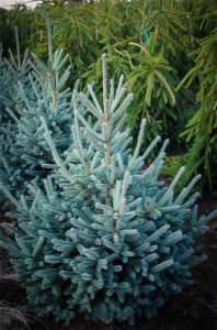 Paul's Select Norway Spruce Trees For Sale 