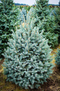 Paul's Select Norway Spruce Trees For Sale | The Tree Center