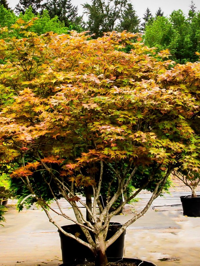 Japanese Maple Trees | Buy Japanese Maple Trees | The Tree Center