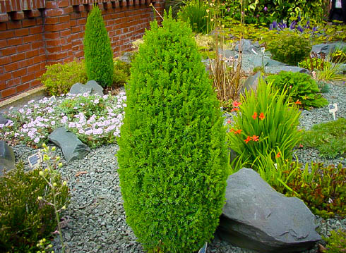 Pencil Point Juniper Trees For Sale | The Tree Center