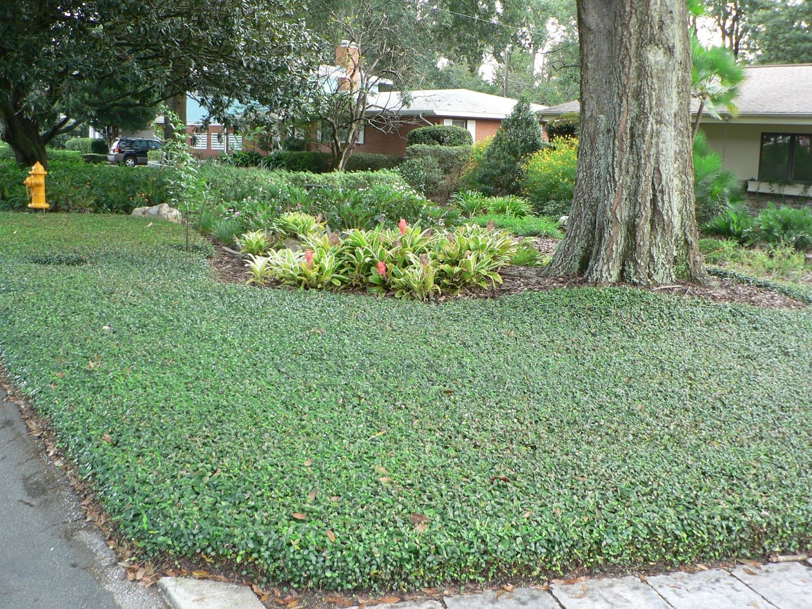 Periwinkle Ground Cover