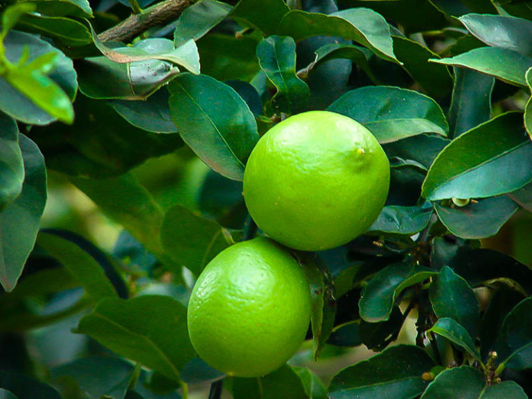 Persian Lime Trees For Sale Online | The Tree Center