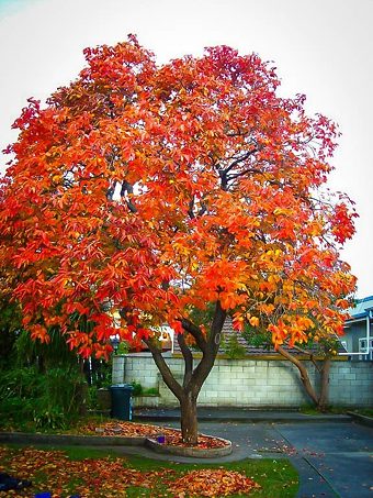 triumph persimmon tree for sale