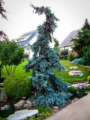 Weeping Blue Spruce Trees For Sale Online