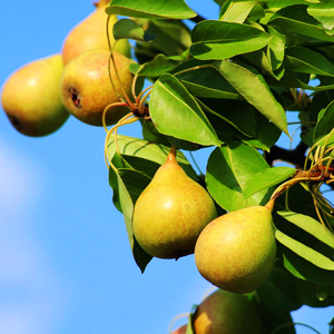 Pineapple Pear Tree For Sale Online | The Tree Center