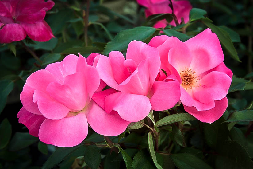 gemak Vermaken Onze onderneming Pink Knockout Rose Bushes For Sale Online | The Tree Center