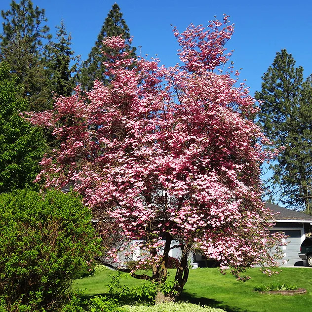 Pink Kousa Dogwood Tree For Sale | The Tree Center