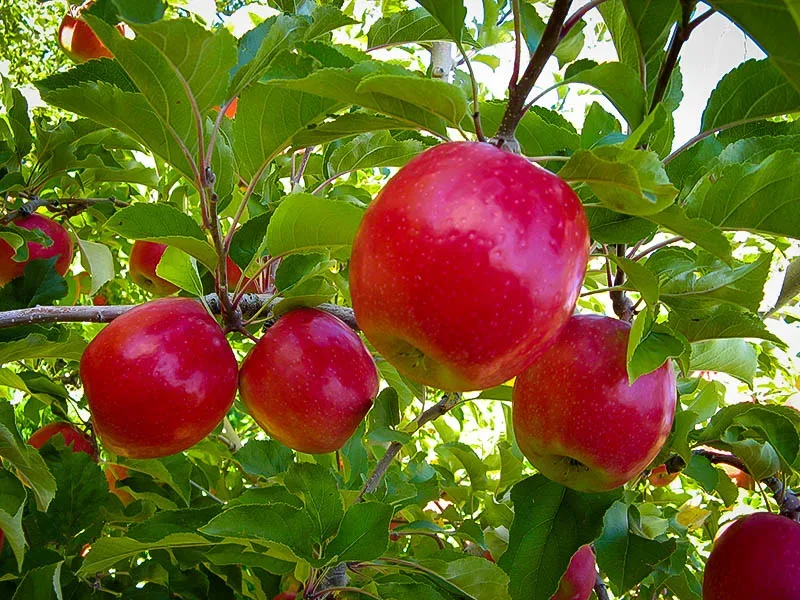 in 1 apple tree