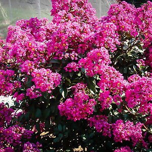 Plum Magic Crape Myrtle For Sale Online | The Tree Center