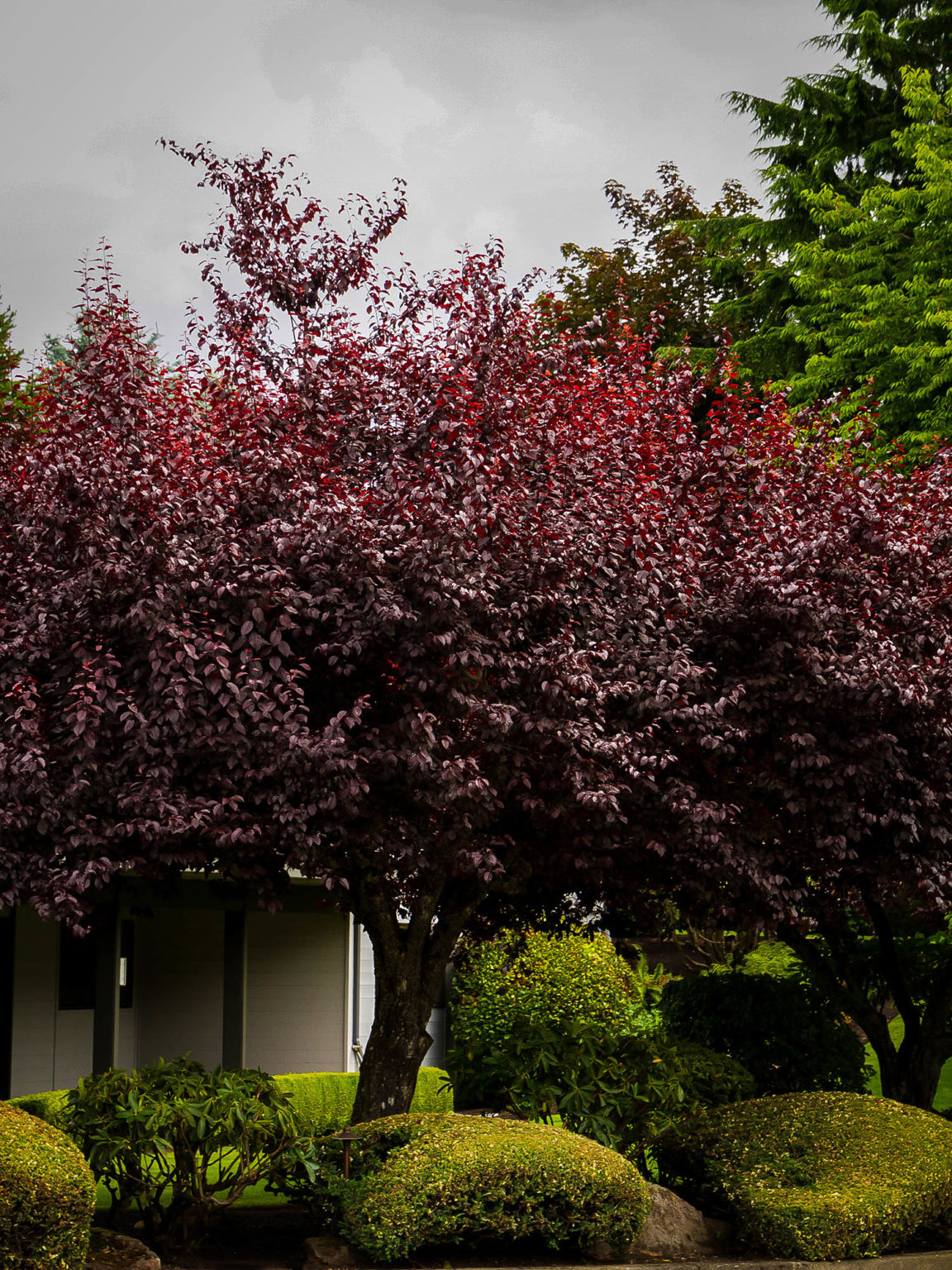 Flowering Plum Trees Buy Flowering Plum Trees The Tree Center