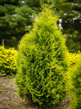 Forever Goldy Arborvitae Trees For Sale | The Tree Center