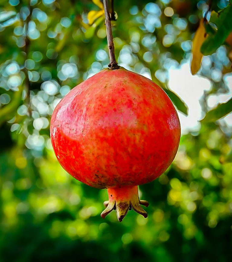 Russian Pomegranate Bushes For Sale | The Tree Center