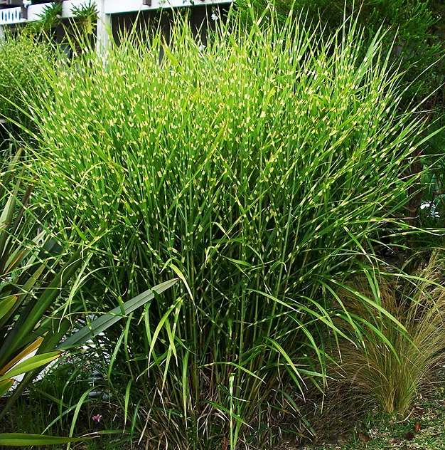 Porcupine Grass For Sale Online | The Tree Center