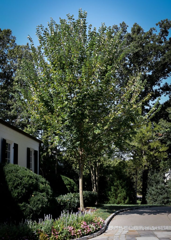 Princeton Elm Trees For Sale Online | The Tree Center