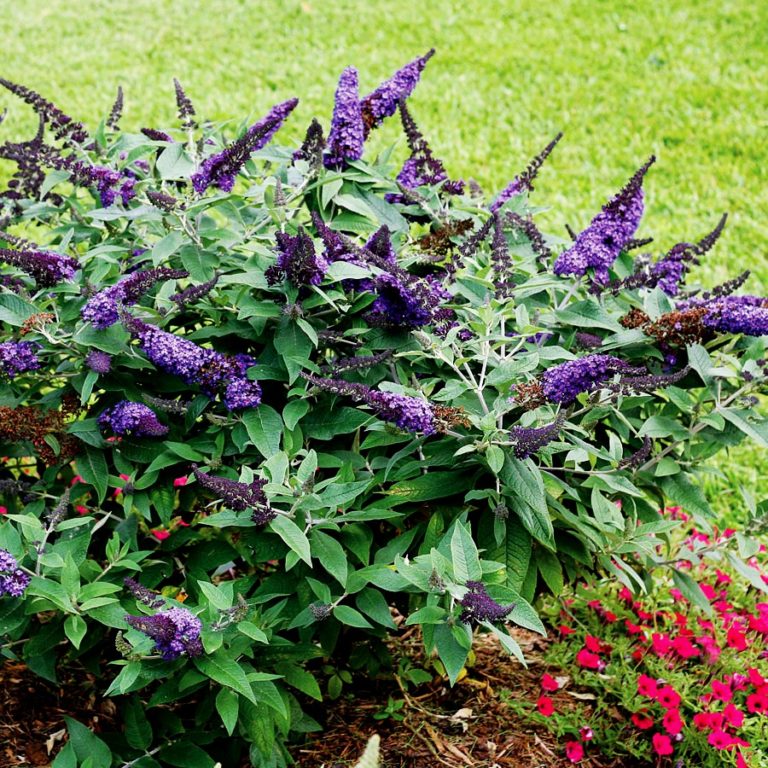 Pugster Blue Butterfly Bushes For Sale Online The Tree Center