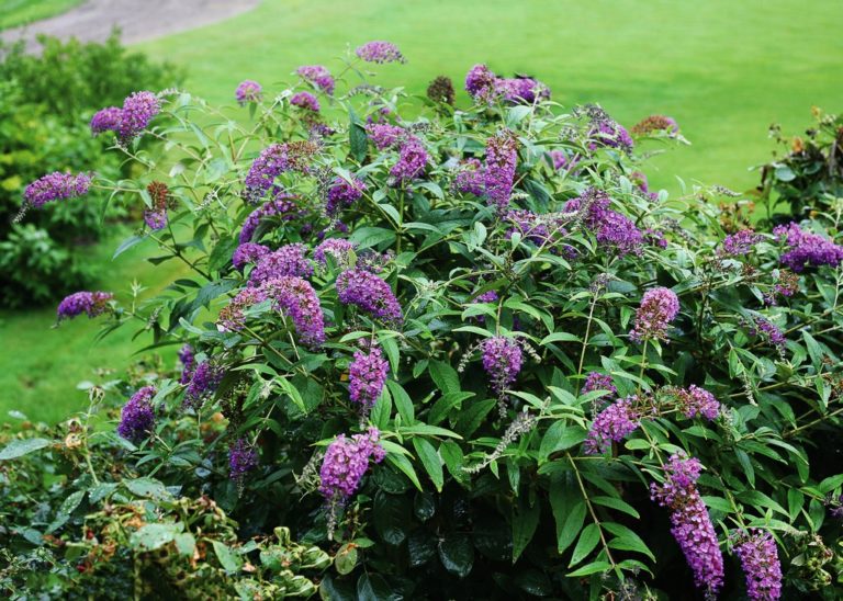 Purple Haze Butterfly Bushes For Sale Online | The Tree Center