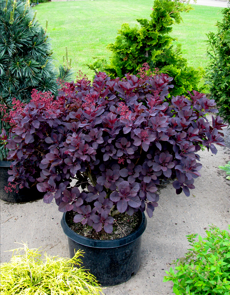 purple-supreme-smoketree-for-sale-online-the-tree-center