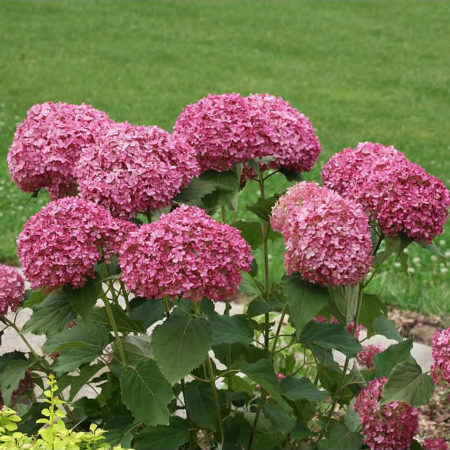 Invincibelle Ruby Hydrangea For Sale Online | The Tree Center