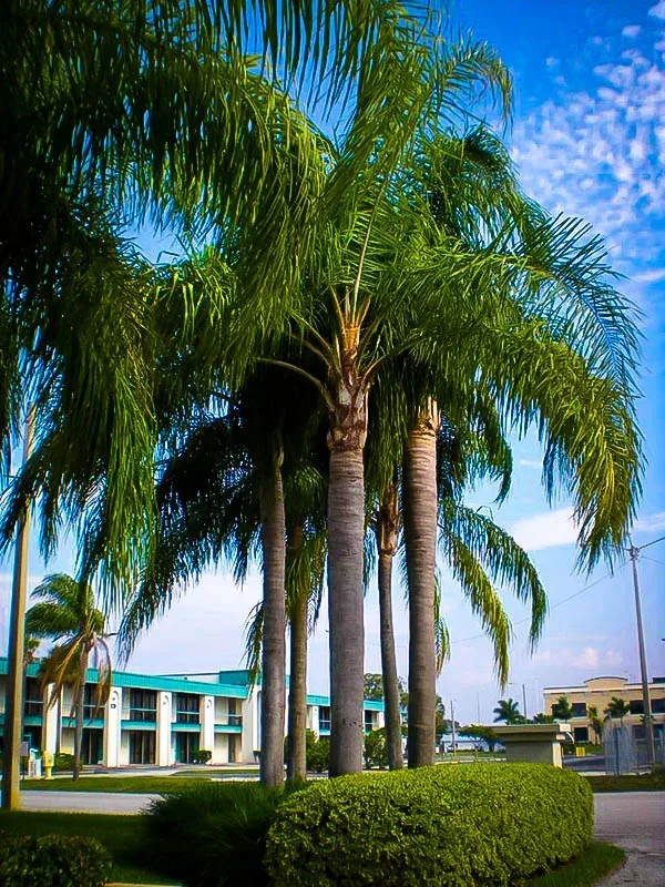 Queen Palm Trees for Sale