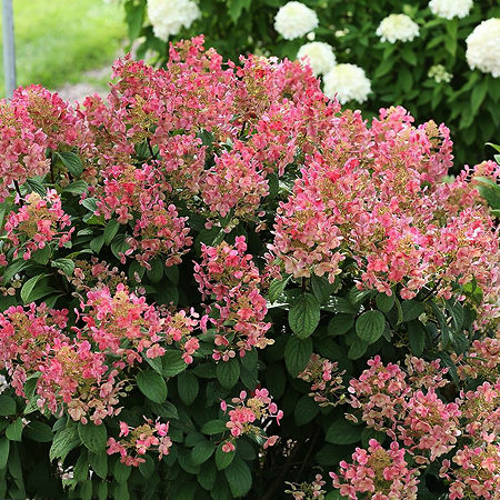 Quick Fire Hydrangea For Sale | The Tree Center